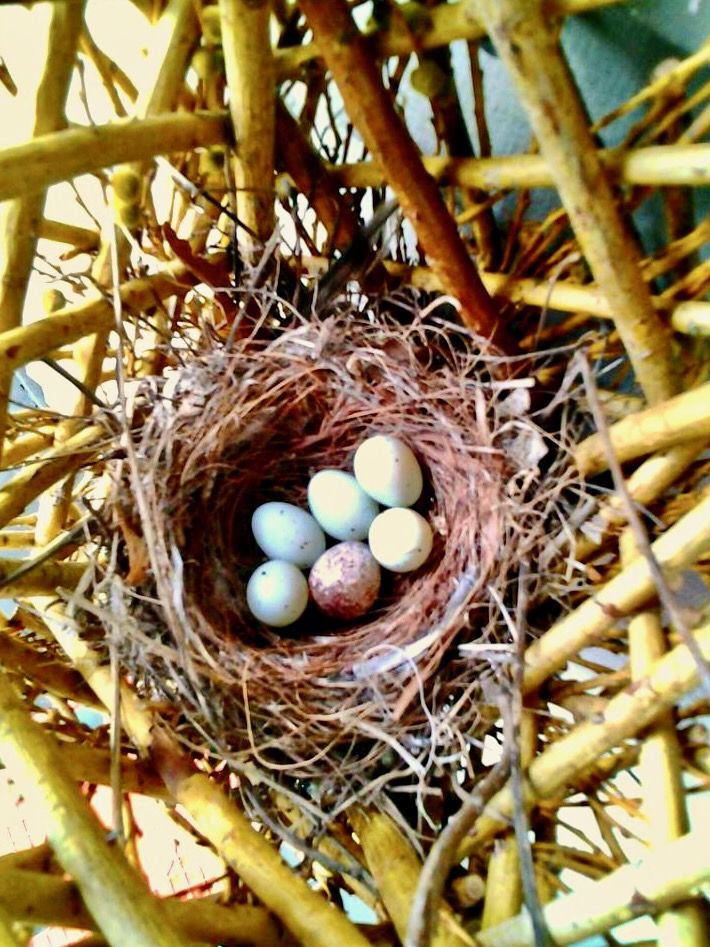 Purple Finch nest by Marie Mahan from https://joyfulpaws.com/blog/tag/purple-finch/ .